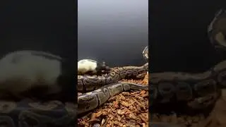 Ball Python *Live Feed Response* (Medium Rat)