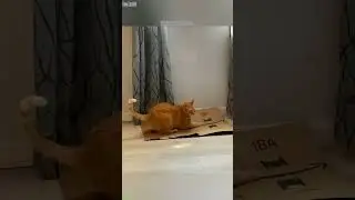 Funny Cats 2025 😾 kitten meowing 😅 # Part 3183