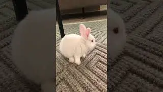 Rabbit 🐇 #rabbitlifestyle