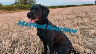 Gundog Training - Marked Retrieve 