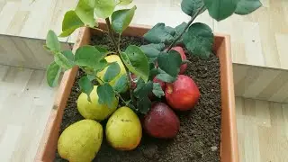 COMO TENER PERAS Y MANZANAS EN UNA MISMA PLANTA