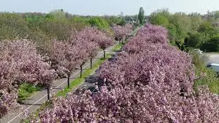 Japanische Kirschb&auml;ume im Holzweg in Magdeburg