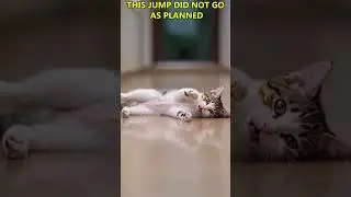 Cats Failing at Life for 10 Minutes #shorts #short #youtubeshorts #cat