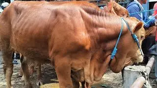 6 juta !! Limousin Super Harga Murah Bulan Puasa !! Pasar Sapi Tuban