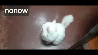 20 Minutes Relaxing Cats 🐱 | Calm Cats Eating & Resting | Stress Relief Video