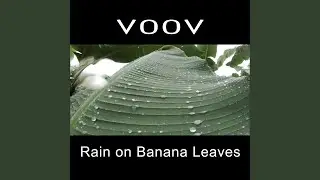 Rain on Banana Leaves