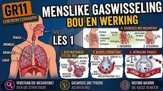 Lewenswetenskappe GR11 Menslike Gaswisseling Deel 1