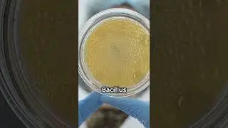What is the smallest microorganism in space?
