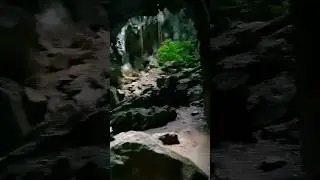 There are Alien Trees Inside The Cave! #nature #shorts #travel
