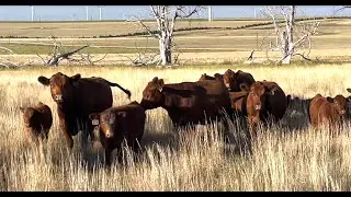 Herd Quitter® Minute - Maternal Traits