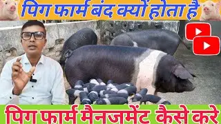 PIG FARMING। सुकर फार्म बंद क्यों हो रहे हैं ?😭।Why Pig Farms Close? #Graminfarmingjharkhand 