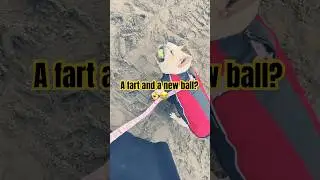 Принцесса нашла новый мяч, и от этого я пукнул! 😂💀 #tbk #funny