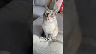 HOW IS SHE REAL. #funnycats #catsbeingweird #blep