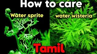How to care Water sprite and water wisteria | Aquarium plants | Tamil 
