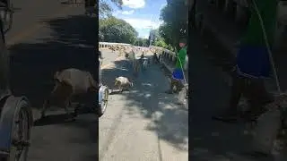 Traffic #shorts #goat #cycling #bike #travel #nature #adventure #philippines