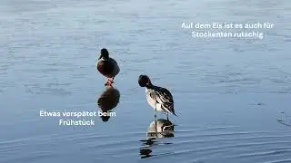 Spießente