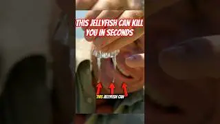 This Jellyfish Can Kill You in Seconds. The Box Jellyfish 😱 #shorts
