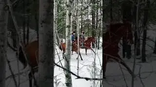 Horses Amazing Cute Very Smart The Moment The Horses With The Owner Are So Wonderful 3