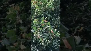 Large-leaved lime - leaves & fruit - September 2020