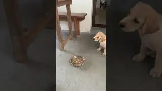 3 months old Labrador puppy  following: &ldquo;Eat on command&rdquo;