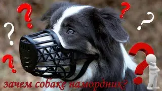 ЗАЧЕМ СОБАКЕ НАМОРДНИК / как правильно подобрать намордник /WHY DOES A DOG NEED A MUZZLE