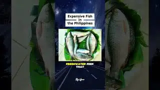 Expensive Fish in the Philippines.