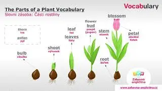 The Parts of a Plant Vocabulary