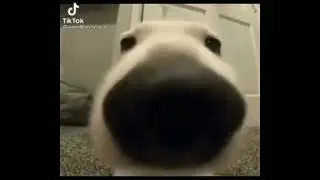 dog sniffing the camera aggressively
