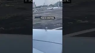 Pigeon on a Plane - Ozzy Man Quickies