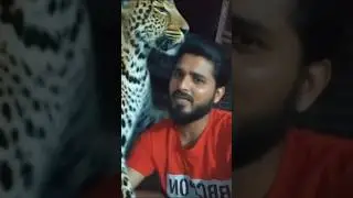 tiger ka hamla 😭 #typebeat #tiger 🐅 #short video #tiger ki short video #islamicvideo