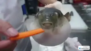 Pufferfish eats a carrot meme