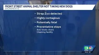 Front Street Animal Shelter pauses dog intake amid concerns of Strep Zoo