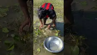 traditional fishing method in bill #amazing #fishing #fish #youtubeshorts