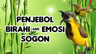 Sogon gacor!!!! MASTERAN SOGON PENJEBOL BIRAHI DAN EMOSI SOGON FIGHTER !!!!
