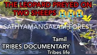 தெளிந்த நீர்ச்சுனை போல!காலம் நகராதா?குப்பா!பட்டியில் இரண்டு ஆடுகள் பறிபோனது!|TRIBES OF INDIA|TRIBAL
