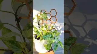 simple hexagon trellis for houseplant #houseplants #plants #3Dprinting