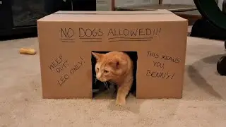 Leo's world 