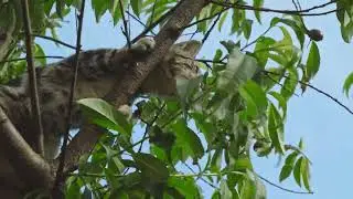 Cat with a tabby pattern, possibly a Dragon Li or a Bengal cat, climbing a tree.