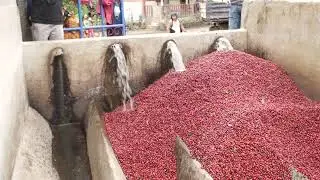 Washed Coffee Process and Wet Mill in Nicaragua. EXPLAINED