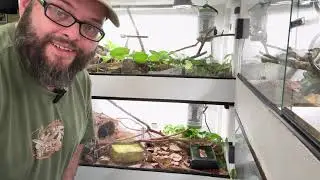 Feeding Day at CrossStar Reptiles | Ball Pythons in Action