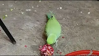 Dimpal Yadav 10.M views  is live ringneck parrot live stream 🦜