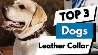 TOP 3:✅BEST LEATHER COLLAR FOR DOGS 2025-2026 #leathercollar #dogcollar #collar #harness #dogcollars