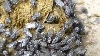 Fliegen auf Pferde&auml;pfel - Graue Fleischfliege (Sarcophaga ccarnaria) - 18.Juni2017