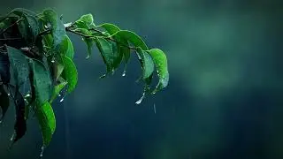 ASMR Deep Sleep & Relaxation Sounds | Relaxing Rain Sounds on Leaves (No Talking)