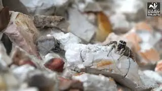 Super spiders!