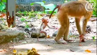 Baby SACKY is so afraid when she sees her mother leave her