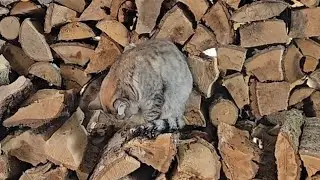 Борьба со снегом, сало на дереве и маленький цветок