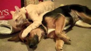 Cat grooms dog