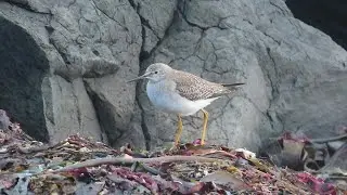 LESSER YELLOWLEGS becomes the 30th species of wader seen on Rathlin Island