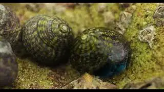 Snail Documentary
